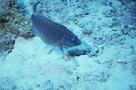 Stoplight Parrotfish Male in Uno Coco Dive Site, Lighthouse Reef, Belize by John C. Ogden