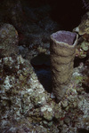 Sea Sponge in Uno Coco Dive Site, Lighthouse Reef, Belize by John C. Ogden