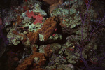 Coral Mound in Uno Coco Dive Site, Lighthouse Reef, Belize, A by John C. Ogden