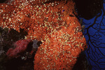 Coral Mound in Uno Coco Dive Site, Lighthouse Reef, Belize, B by John C. Ogden