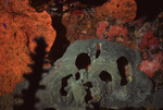 Coral Mound in Uno Coco Dive Site, Lighthouse Reef, Belize, C by John C. Ogden