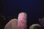 Azure Vase Sponge in Uno Coco Dive Site, Lighthouse Reef, Belize