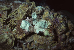 Overgrowing Tunicate on Hard Coral in Uno Coco Dive Site, Lighthouse Reef, Belize by John C. Ogden