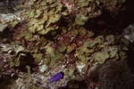 Royal Gramma and Blackcap Basslet in Uno Coco Dive Site, Lighthouse Reef, Belize by John C. Ogden