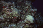 Brain Coral in Uno Coco Dive Site, Lighthouse Reef, Belize