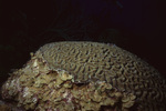 Maze Coral in Uno Coco Dive Site, Lighthouse Reef, Belize by John C. Ogden