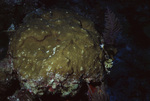 Coral Mound Overgrown with Algae in Uno Coco Dive Site, Lighthouse Reef, Belize by John C. Ogden