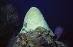 Fish Swim Around Bleaching Coral in Uno Coco Dive Site, Lighthouse Reef, Belize by John C. Ogden