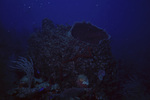 Great Barrel Sponge in Uno Coco Dive Site, Lighthouse Reef, Belize by John C. Ogden