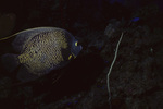 French Angelfish in Uno Coco Dive Site, Lighthouse Reef, Belize by John C. Ogden