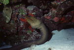 Neon Gobies Clean Green Moray Eel in Uno Coco Dive Site, Lighthouse Reef, Belize, A by John C. Ogden