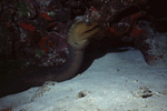 Neon Gobies Clean Green Moray Eel in Uno Coco Dive Site, Lighthouse Reef, Belize, B by John C. Ogden