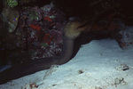 Neon Gobies Clean Green Moray Eel in Uno Coco Dive Site, Lighthouse Reef, Belize, C by John C. Ogden