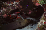 Green Moray Eel Below Royal Grammas in Uno Coco Dive Site, Lighthouse Reef, Belize by John C. Ogden