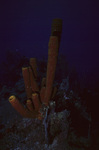 Tubulate Sponges in Uno Coco Dive Site, Lighthouse Reef, Belize by John C. Ogden