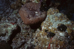 Black Ball Sponge in Uno Coco Dive Site, Lighthouse Reef, Belize