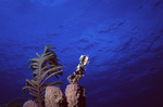 Soft Coral Sea Fan in Uno Coco Dive Site, Lighthouse Reef, Belize by John C. Ogden