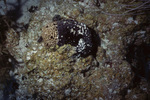 Black Tar Sponge in Uno Coco Dive Site, Lighthouse Reef, Belize