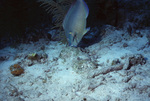 Parrotfish Grazes on Reef Surface in Uno Coco Dive Spot, Lighthouse Reef, Belize by John C. Ogden