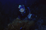 Diver Observes Uno Coco Dive Site in Lighthouse Reef, Belize by John C. Ogden