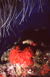 Red Encrusting Sponge in Uno Coco Dive Site, Lighthouse Reef, Belize by John C. Ogden