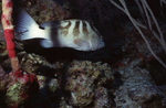 Banded Grouper in Uno Coco Dive Site, Lighthouse Reef, Belize