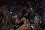 Stoplight Parrotfish in Uno Coco Dive Site, Lighthouse Reef, Belize by John C. Ogden