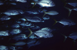 School of Horse-Eye Jacks in Uno Coco Dive Site, Lighthouse Reef, Belize by John C. Ogden