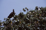 Female and Juvenile Magnificent Frigatebirds on Turneffe Atoll, Belize by John C. Ogden and Nancy B. Ogden