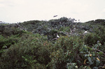 Magnificent Frigatebirds Nest in Treetops, Turneffe Atoll, Belize by John C. Ogden and Nancy B. Ogden