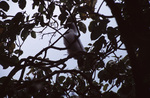 Magnificent Frigatebird Chick in Turneffe Atoll, Belize by John C. Ogden and Nancy B. Ogden