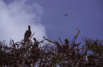 Birds Nest in Treetops on Turneffe Atoll, Belize by John C. Ogden and Nancy B. Ogden