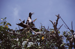 Female Magnificent Frigatebird Nests in Tree on Turneffe Atoll, Belize by John C. Ogden and Nancy B. Ogden