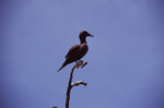 Cormorant Stands on Tall Branch on Turneffe Atoll, Belize by John C. Ogden and Nancy B. Ogden