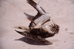 Dead Water Bird on Turneffe Atoll, Belize by John C. Ogden and Nancy B. Ogden