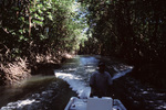 Man Drives Boat Down Canal of Mangroves near Turneffe Atoll, Belize by John C. Ogden and Nancy B. Ogden