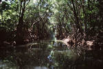 Mangroves Line Narrow Canal Near Turneffe Atoll, Belize by John C. Ogden and Nancy B. Ogden