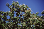 Black Howler Monkey Sits in Treetop, Turneffe Atoll, Belize, A by John C. Ogden and Nancy B. Ogden