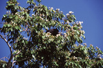 Black Howler Monkey Sits in Treetop, Turneffe Atoll, Belize, B by John C. Ogden and Nancy B. Ogden