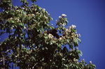 Black Howler Monkey Sits in Treetop, Turneffe Atoll, Belize, C by John C. Ogden and Nancy B. Ogden