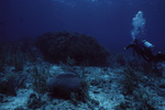 Thin Leaf Lettuce Coral at Curlew Bank, Belize, A by John C. Ogden