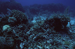 Staghorn Coral at Curlew Bank, Belize by John C. Ogden