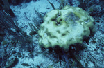 Bleached Boulder Star Coral at Curlew Bank, Belize by John C. Ogden