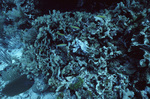 Thin Leaf Lettuce Coral at Curlew Bank, Belize, B by John C. Ogden