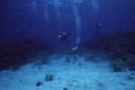 Thin Leaf Lettuce Coral Buttresses at Curlew Bank, Belize by John C. Ogden