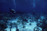 Elkhorn Coral in Shallows of Curlew Bank, Belize by John C. Ogden