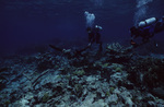 Overgrown Elkhorn Coral at Curlew Bank, Belize by John C. Ogden