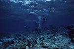 Elkhorn Coral Rubble at Curlew Bank, Belize by John C. Ogden