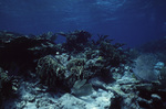 Elkhorn and Thin Leaf Lettuce Corals in Shallows of Curlew Bank, Belize by John C. Ogden