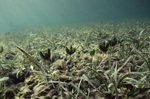 Caulerpa Seaweed in Tobacco Range, Belize by John C. Ogden